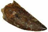 Serrated, Raptor Tooth - Real Dinosaur Tooth #261070-1